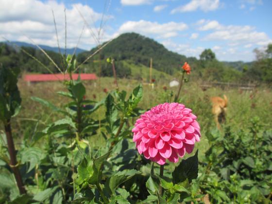 Urban Petals visits Lady Luck Flower Farm
